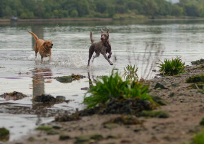 labrador and labradoodle
