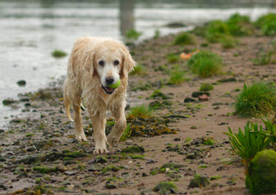 old golden retriever with ball
