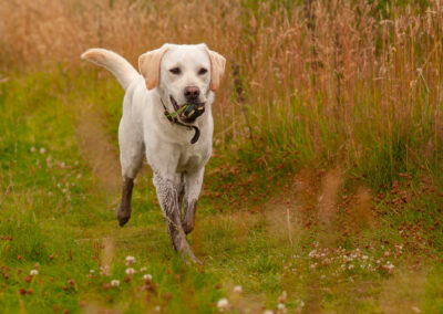 yellow labrador with muddy legs