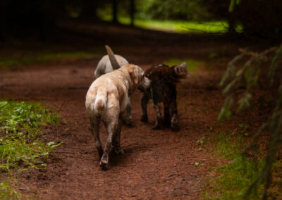 dogs entering a woodland trail