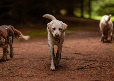 dogs walking in a dark wood
