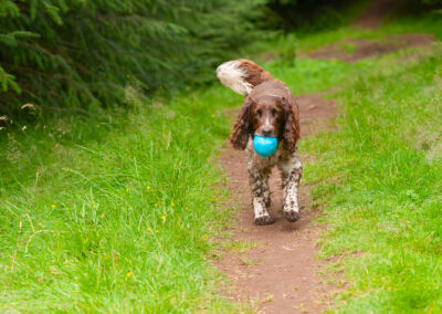 old springer spaniel walking slow