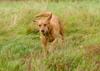 red fox labrador returning with ball