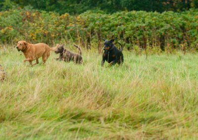 3 dogs and 1 ball between them