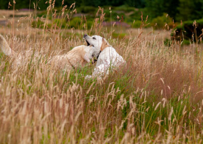 two labradors in long grass