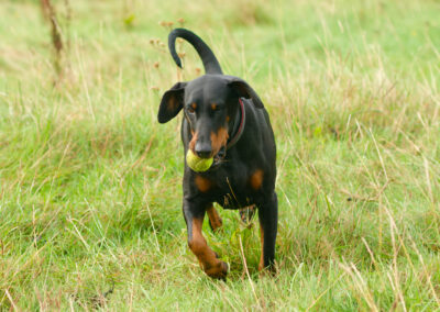Doberman with ball on grass