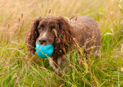 springer spaniel in long grass