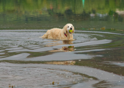 golden retriever happy to be in water