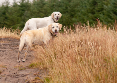 two labradors waiting