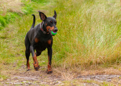 doberman running up hill with a ball