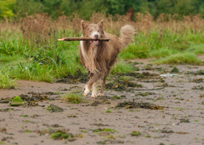 border collie carrying a stick