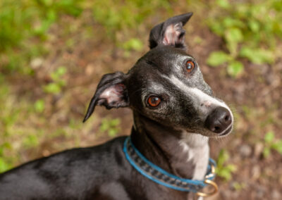 black and white whippet
