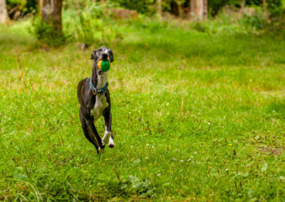 whippet running with a ball