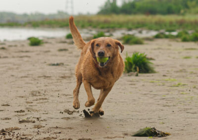 red fox labrador running