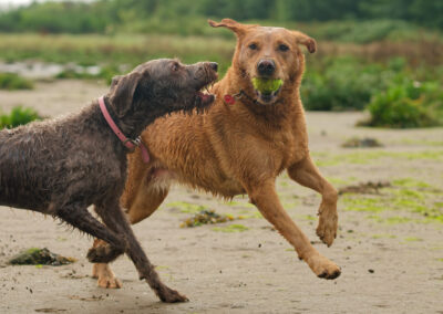 two dogs running, one has the ball