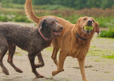 two dogs after one ball