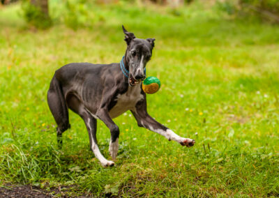whippet dropping a ball