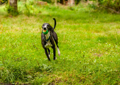 whippet running with a ball in her mouth