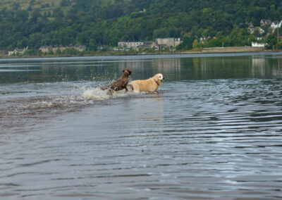 two dogs in a river with a scenic backdrop