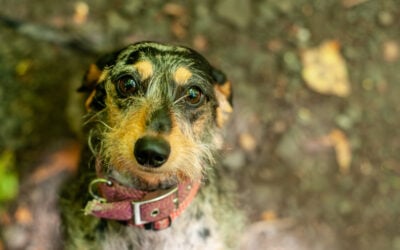 close up photo of a dachshund