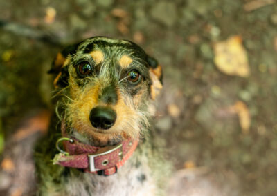 close up photo of a dachshund
