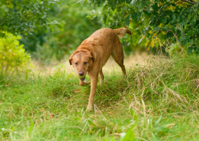 red fox labrador surrounded by green vegetation