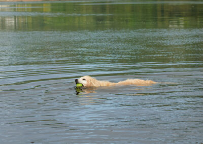 old golden retriever swimming
