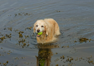 golden retriever with ball in mouth coming out of a river