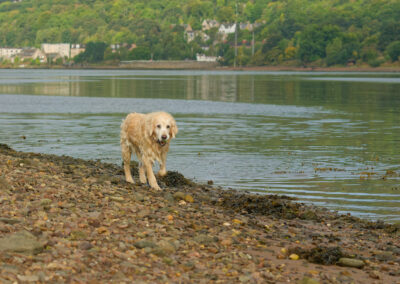 golden retriever carrying ball on a stony beach