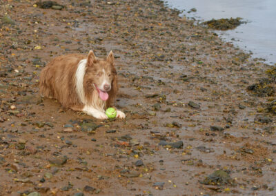 border collie lying next to his tennis ball on a beach