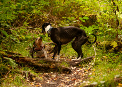 dog walking on the scout trail in finlaystone