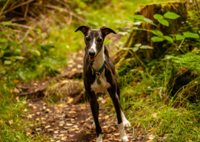 whippet on a forest walk