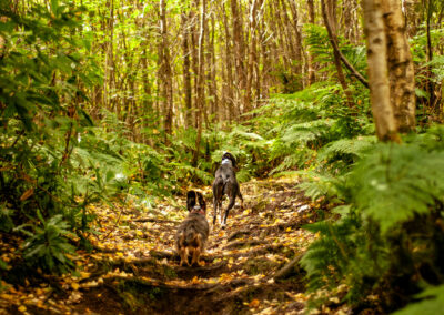 two dogs running in a woodland trail