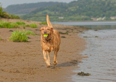 red fox labrador running on a beach on a sunny day