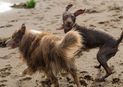 border collie and labradoodle on the beach