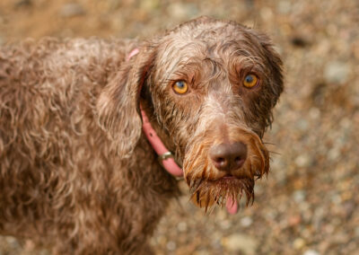 close up photo of a labradoodle