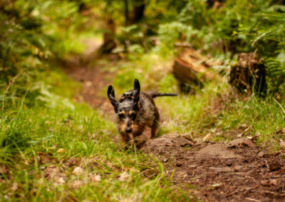 dachshund running on a woodland trail