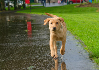 puppy red fox labrador walking on a week pavement
