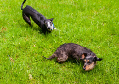 dogs running and playing on a stretch of grass