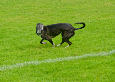 whippet running on a playing field