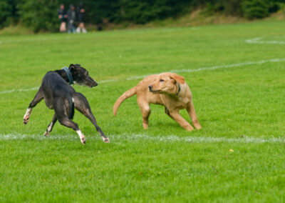 whippet playing with a puppy on grass