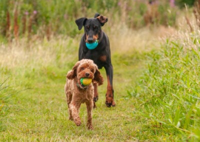 cockapoo and doberman