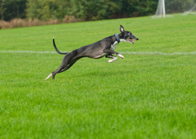 whippet leaping into the air
