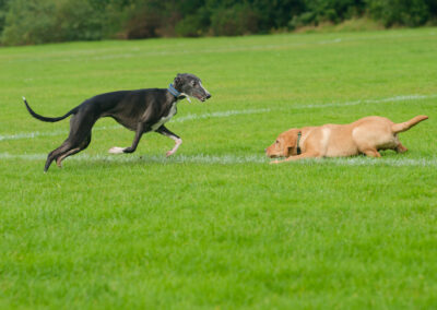 puppy ready to pounce on a whippet