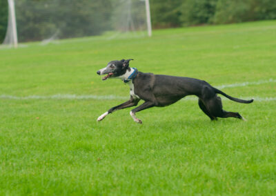Whippet running on a playing field