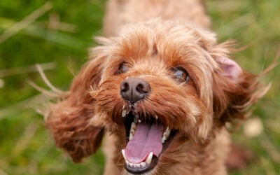 Hamish is in fine form this lunchtime apricot cockapoo up close