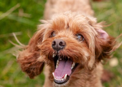apricot cockapoo up close