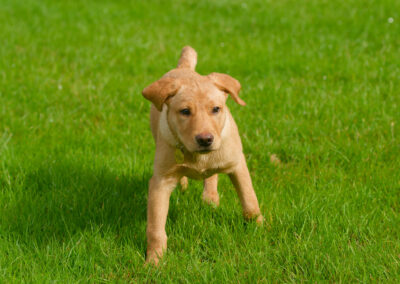 red fox labrador puppy on grass