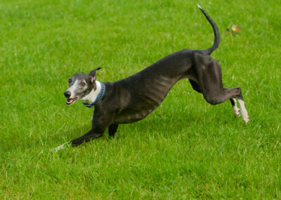 action shot of a whippet