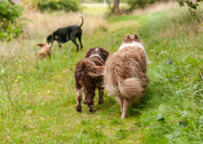 group of dogs walking